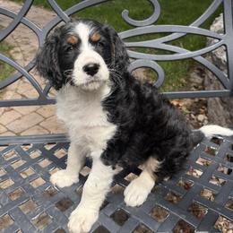 Charlie - Tri-color male Bernedoodle puppy in Las Vegas, Nevada from Perfect Bernedoodles