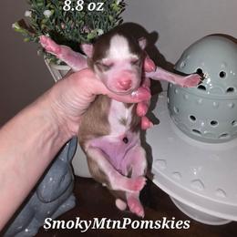 Nora - Chocolate female Pomsky puppy in Christiana, Tennessee from Smoky Mountain Pomskies