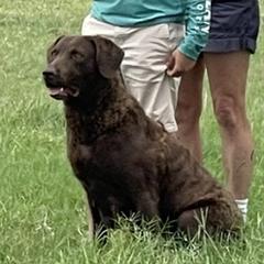 Paige - Chesapeake Bay Retriever