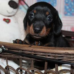 Boy 1 - Black and tan male Dachshund puppy in Craig, Colorado from Rocky Mountain Shih Tzus and Dry Creek Miniature Dachshunds