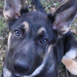 German Shepherds from Deinst Haus GSD