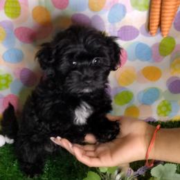 Coco - Black and white female Shorkie puppy in Boca Raton, Florida from Tina-Marie's Pups