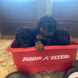 Goldendoodle Puppies from 2KC Doodles