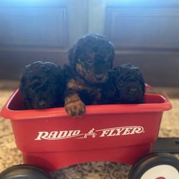 Goldendoodle Puppies from 2KC Doodles