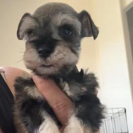 Cassi - Salt and pepper female Miniature Schnauzer puppy in Lehigh Acres, Florida from Regency Schnauzer