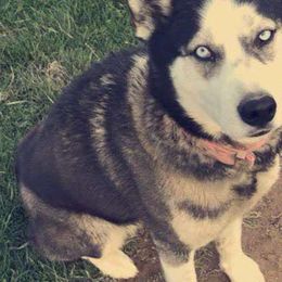 Sheba - Siberian Husky