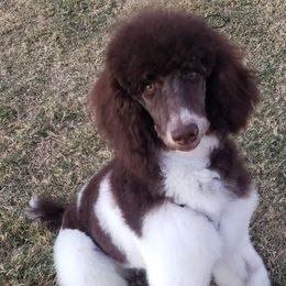 Aussiedoodles, Bernedoodles, Double Doodles, Goldendoodles, Poodles, and Sheepadoodles from Sunny Doodles