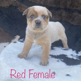 Australian Cattle Dog Puppies from CL Australian Cattle Dogs