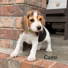 Cassi - Black tan and white female Beagle puppy in Mansfield, Missouri from Rippee Creek Kennel