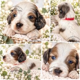 Mr. Red-3800 - Dapple male Dachshund puppy in Sparr, Florida from From the Heart Doxies