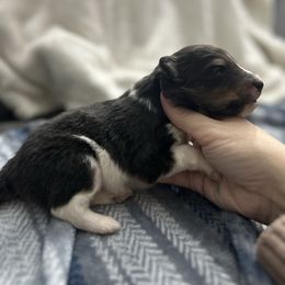 Luke - Black white and tan male Shetland Sheepdog puppy in Lufkin, Texas from Milady’s Shelties East Texas