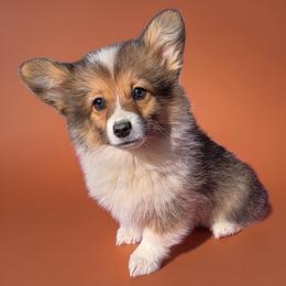 Fluffy female - Sable female Pembroke Welsh Corgi puppy in Unicoi, Tennessee from East Tennessee Clark Corgis