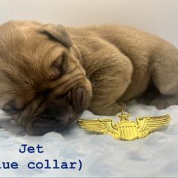 Jet (Blue collar) - Fawn male Bullmastiff puppy in Carrollton, Texas from Meteora Bullmastiffs