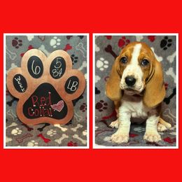 Red collar female - Mahogany and white female Basset Hound puppy in Hamilton, Indiana from Cam’s Country Bassets