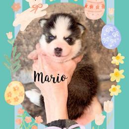 Mario - Wolf sable male Pomsky puppy in Venus, Pennsylvania from Hemlock Pines Pomsky