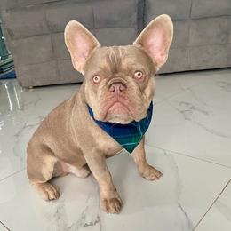 Neo - French Bulldog