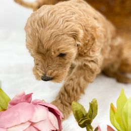 Goldendoodle Puppies from Mumzee Doodles