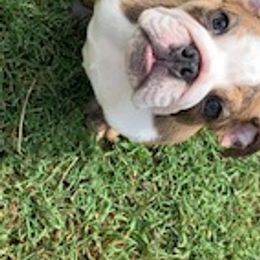Bulldogs from Brady’s Bulldogs