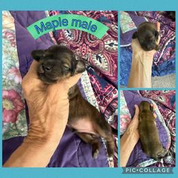 Maple - Cream male Dachshund puppy in Elko, Nevada from Willow Creek Acres Dachshunds & Collies