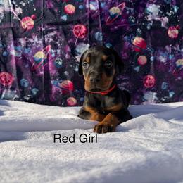 Red - Black and rust female Doberman Pinscher puppy in Knox, Indiana from Double River Dobermans
