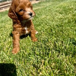 Light Blue - Red  male Goldendoodle puppy in Fruita Colorado, Colorado from Oodles of Teacup Doodles