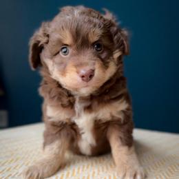 Bagel - Red tri-color male Miniature American Shepherd puppy in Tupalo, Mississippi from Butterfield Trail Farm