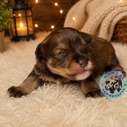 Murphy - Liver male Miniature Schnauzer puppy in Magalia, California from NorCal Schnauzers
