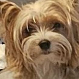 Kandy - Yorkshire Terrier