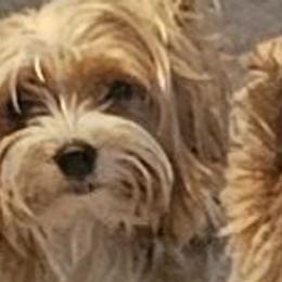 Kandy - Yorkshire Terrier