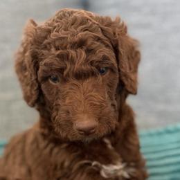 Jersey (Brown Boy) - Red  male Goldendoodle puppy in Toledo, Ohio from Avery Doodle Day LLC