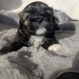 Chloe - Brown female Lhasa Apso puppy in Gaffney, South Carolina from Lots of Lhasa Love