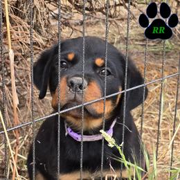 Pulan - Black and mahogany female Rottweiler puppy in Tangent, Oregon from Raya's Royals