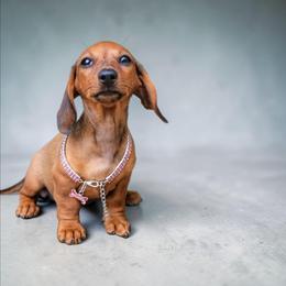 The Storyteller - Red female Dachshund puppy in Mountain Grove, Missouri from Blueprint K9 Dachshunds- www.BlueprintK9.com