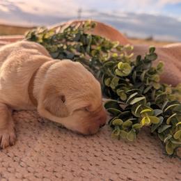 Dilute Retriever and Labrador Retriever Puppies from LC Hunting Labs, LLC.