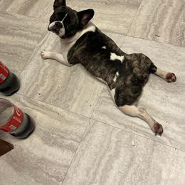 Boston Terriers from Baxters Boston Terrier of Louisiana