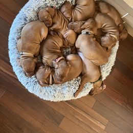 Vizsla Puppies from Gentleman Jack's Flying Vizslas