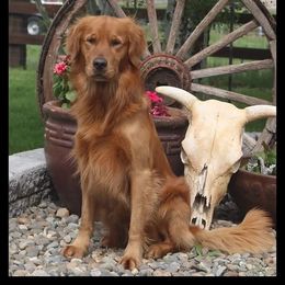 Golden Retriever puppies from All Around Retrievers