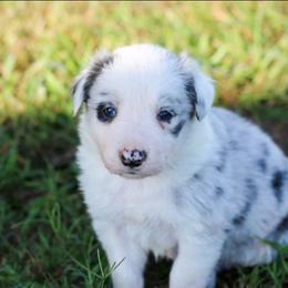Foxglove - Blue merle male Border Collie puppy in Opelousas, Louisiana from Zahara Border Collies