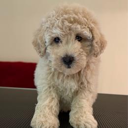 Teddy - Parti male Maltipoo puppy in Charles City, Virginia from Historic triangle doodles Charles City, Virginia