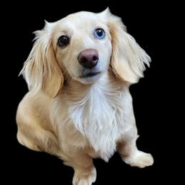 Lilly - Dachshund