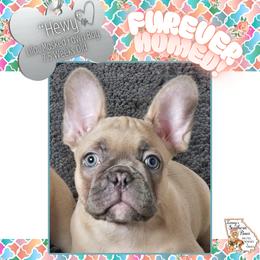 Hewy - Fawn male French Bulldog puppy in Elberton, Georgia from Ioney's Southern Paws Shelties, Frenchies, and Yorkies