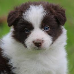 Jax - Red male Border Collie puppy in Tylertown, Mississippi from Cool Meadow Farms