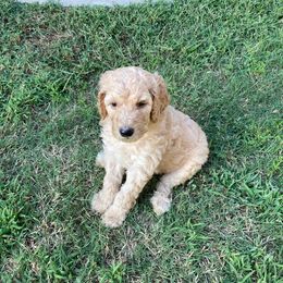 Girl 2 - Poodle puppy in Sherman, Texas from Ruth’s Poodles