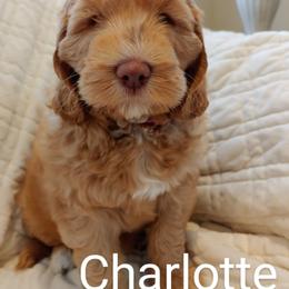 Australian Labradoodle Puppies from Lavender Fields Australian Labradoodles