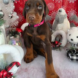 Violet - Red and rust female Doberman Pinscher puppy in Anderson, Indiana from Legendary Kennels