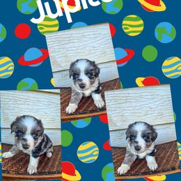Jupiter - Blue merle male Miniature Australian Shepherd puppy in Lubbock, Texas from Texas Bluebonnet Herders