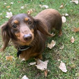 Charlie - Dachshund