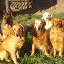 Golden Retrievers from Abbeys Golden Retriever Puppies