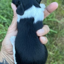 Boy 2 - Black male Dachshund puppy in Bon Air, Tennessee from Clemons Mini Dachshunds of Tennessee