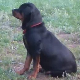 Rottweilers from Ronald Driver's Rottweilers